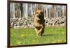 German Shepherd Dog Running in Meadow of Dandelions with Stone Fence in Background-Lynn M^ Stone-Framed Photographic Print