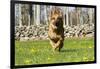 German Shepherd Dog Running in Meadow of Dandelions with Stone Fence in Background-Lynn M^ Stone-Framed Photographic Print