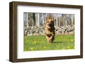 German Shepherd Dog Running in Meadow of Dandelions with Stone Fence in Background-Lynn M^ Stone-Framed Photographic Print