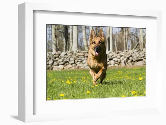 German Shepherd Dog Running in Meadow of Dandelions with Stone Fence in Background-Lynn M^ Stone-Framed Photographic Print