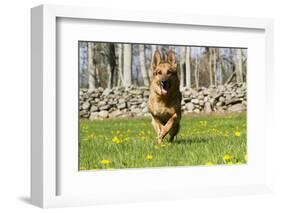 German Shepherd Dog Running in Meadow of Dandelions with Stone Fence in Background-Lynn M^ Stone-Framed Photographic Print