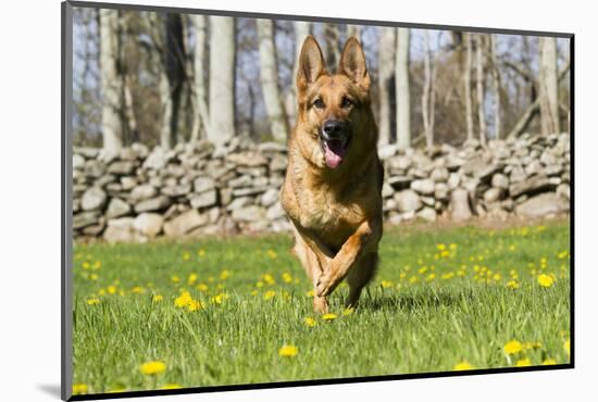 German Shepherd Dog Running in Meadow of Dandelions with Stone Fence in Background-Lynn M^ Stone-Mounted Photographic Print