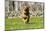 German Shepherd Dog Running in Meadow of Dandelions with Stone Fence in Background-Lynn M^ Stone-Mounted Photographic Print