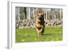 German Shepherd Dog Running in Meadow of Dandelions with Stone Fence in Background-Lynn M^ Stone-Framed Photographic Print