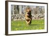 German Shepherd Dog Running in Meadow of Dandelions with Stone Fence in Background-Lynn M^ Stone-Framed Photographic Print