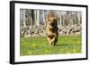 German Shepherd Dog Running in Meadow of Dandelions with Stone Fence in Background-Lynn M^ Stone-Framed Photographic Print