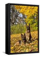 German Shepherd Dog(S) in Autumn, St. Charles, Illinois, USA-Lynn M^ Stone-Framed Stretched Canvas