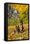 German Shepherd Dog(S) in Autumn, St. Charles, Illinois, USA-Lynn M^ Stone-Framed Stretched Canvas