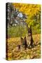 German Shepherd Dog(S) in Autumn, St. Charles, Illinois, USA-Lynn M^ Stone-Stretched Canvas