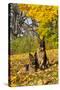 German Shepherd Dog(S) in Autumn, St. Charles, Illinois, USA-Lynn M^ Stone-Stretched Canvas