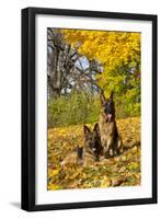German Shepherd Dog(S) in Autumn, St. Charles, Illinois, USA-Lynn M^ Stone-Framed Premium Photographic Print