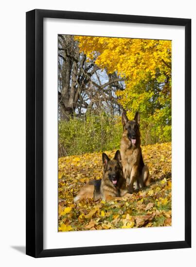 German Shepherd Dog(S) in Autumn, St. Charles, Illinois, USA-Lynn M^ Stone-Framed Premium Photographic Print