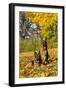 German Shepherd Dog(S) in Autumn, St. Charles, Illinois, USA-Lynn M^ Stone-Framed Premium Photographic Print