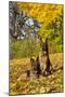 German Shepherd Dog(S) in Autumn, St. Charles, Illinois, USA-Lynn M^ Stone-Mounted Premium Photographic Print