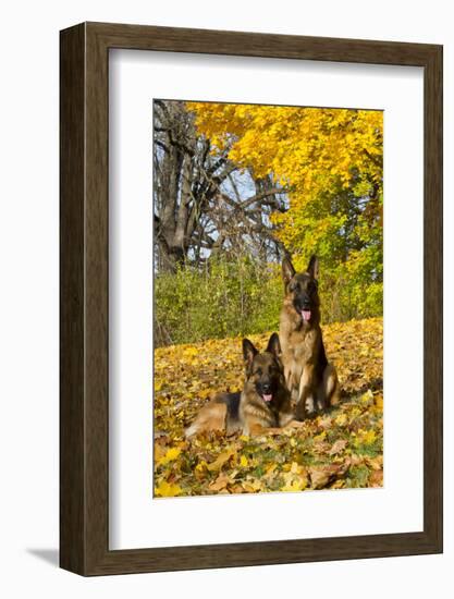 German Shepherd Dog(S) in Autumn, St. Charles, Illinois, USA-Lynn M^ Stone-Framed Photographic Print