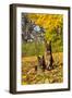 German Shepherd Dog(S) in Autumn, St. Charles, Illinois, USA-Lynn M^ Stone-Framed Photographic Print