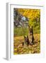 German Shepherd Dog(S) in Autumn, St. Charles, Illinois, USA-Lynn M^ Stone-Framed Photographic Print