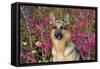 German Shepherd Dog Sitting by Autumn Woodland, Pomfret-Lynn M^ Stone-Framed Stretched Canvas