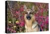 German Shepherd Dog Sitting by Autumn Woodland, Pomfret-Lynn M^ Stone-Stretched Canvas