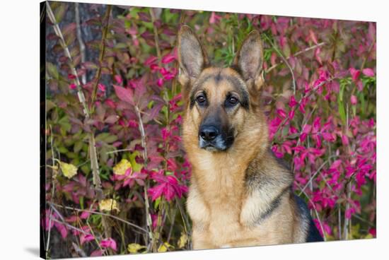 German Shepherd Dog Sitting by Autumn Woodland, Pomfret-Lynn M^ Stone-Stretched Canvas