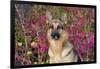 German Shepherd Dog Sitting by Autumn Woodland, Pomfret-Lynn M^ Stone-Framed Photographic Print