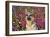 German Shepherd Dog Sitting by Autumn Woodland, Pomfret-Lynn M^ Stone-Framed Photographic Print