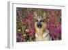 German Shepherd Dog Sitting by Autumn Woodland, Pomfret-Lynn M^ Stone-Framed Photographic Print