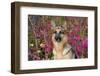 German Shepherd Dog Sitting by Autumn Woodland, Pomfret-Lynn M^ Stone-Framed Photographic Print