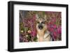 German Shepherd Dog Sitting by Autumn Woodland, Pomfret-Lynn M^ Stone-Framed Photographic Print