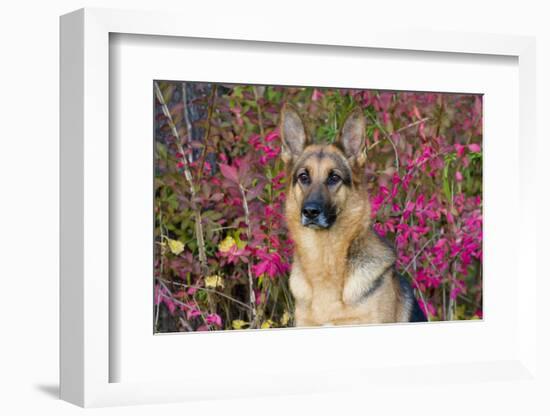 German Shepherd Dog Sitting by Autumn Woodland, Pomfret-Lynn M^ Stone-Framed Photographic Print