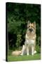 German Shepherd Dog Sitting in Garden-null-Stretched Canvas