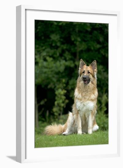 German Shepherd Dog Sitting in Garden-null-Framed Photographic Print