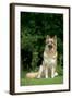 German Shepherd Dog Sitting in Garden-null-Framed Photographic Print