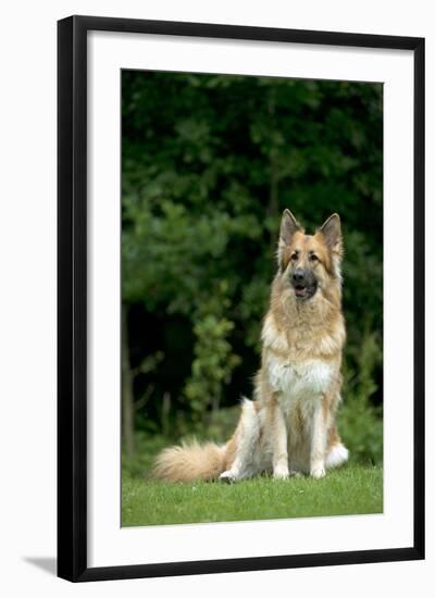 German Shepherd Dog Sitting in Garden-null-Framed Photographic Print