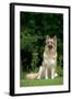 German Shepherd Dog Sitting in Garden-null-Framed Photographic Print