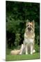 German Shepherd Dog Sitting in Garden-null-Mounted Photographic Print