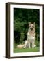 German Shepherd Dog Sitting in Garden-null-Framed Photographic Print