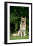 German Shepherd Dog Sitting in Garden-null-Framed Photographic Print