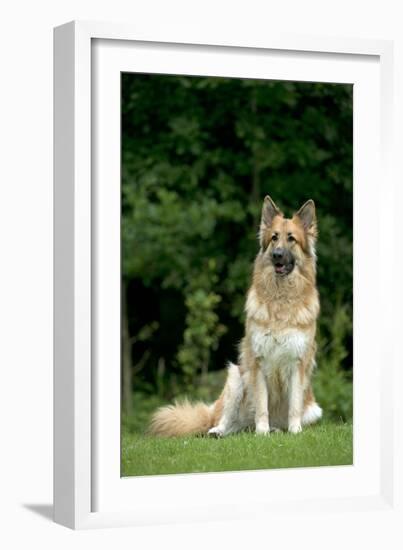 German Shepherd Dog Sitting in Garden-null-Framed Photographic Print