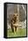 German Shepherd Dog Standing in Meadow of Dandelions with Stone Fence in Background-Lynn M^ Stone-Framed Stretched Canvas