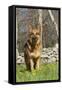 German Shepherd Dog Standing in Meadow of Dandelions with Stone Fence in Background-Lynn M^ Stone-Framed Stretched Canvas