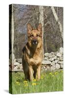 German Shepherd Dog Standing in Meadow of Dandelions with Stone Fence in Background-Lynn M^ Stone-Stretched Canvas