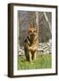 German Shepherd Dog Standing in Meadow of Dandelions with Stone Fence in Background-Lynn M^ Stone-Framed Premium Photographic Print