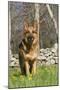 German Shepherd Dog Standing in Meadow of Dandelions with Stone Fence in Background-Lynn M^ Stone-Mounted Premium Photographic Print