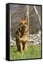 German Shepherd Dog Standing in Meadow of Dandelions with Stone Fence in Background-Lynn M^ Stone-Framed Stretched Canvas