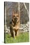 German Shepherd Dog Standing in Meadow of Dandelions with Stone Fence in Background-Lynn M^ Stone-Stretched Canvas