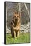 German Shepherd Dog Standing in Meadow of Dandelions with Stone Fence in Background-Lynn M^ Stone-Framed Stretched Canvas