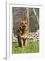 German Shepherd Dog Standing in Meadow of Dandelions with Stone Fence in Background-Lynn M^ Stone-Framed Photographic Print