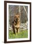 German Shepherd Dog Standing in Meadow of Dandelions with Stone Fence in Background-Lynn M^ Stone-Framed Photographic Print