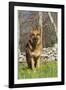 German Shepherd Dog Standing in Meadow of Dandelions with Stone Fence in Background-Lynn M^ Stone-Framed Photographic Print